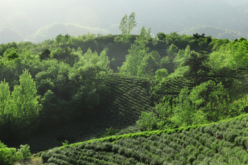 茶乡茶山