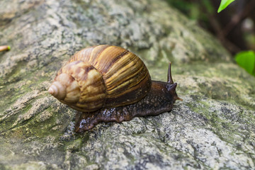 石头蜗牛