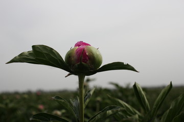 大芍药 红芍药花 蓓蕾 药材