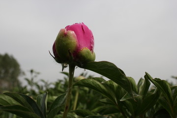 大芍药 红芍药花 蓓蕾 药材