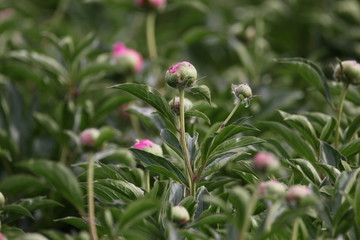 大芍药 红芍药花 蓓蕾 药材