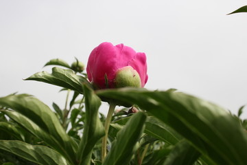 大芍药 红芍药花 蓓蕾 药材