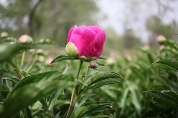 大芍药 红芍药花 蓓蕾 药材