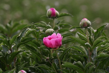 大芍药 红芍药花 蓓蕾 药材