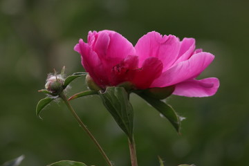 大芍药 红芍药花 蓓蕾 药材