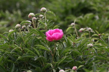 大芍药 红芍药花 蓓蕾 药材