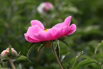 大芍药 红芍药花 蓓蕾 药材