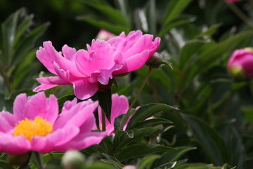 大芍药 红芍药花 蓓蕾 药材