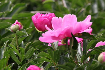 大芍药 红芍药花 蓓蕾 药材