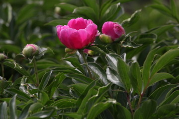 大芍药 红芍药花 蓓蕾 药材