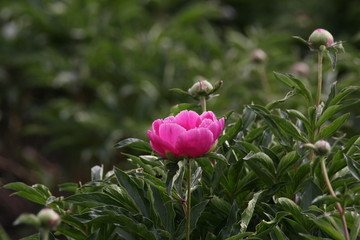 大芍药 红芍药花 蓓蕾 药材