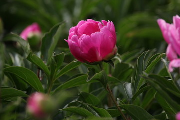 大芍药 红芍药花 蓓蕾 药材