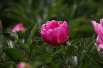 大芍药 红芍药花 蓓蕾 药材