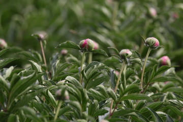 大芍药 红芍药花 蓓蕾 药材