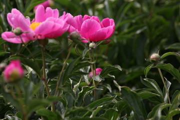 大芍药 红芍药花 蓓蕾 药材