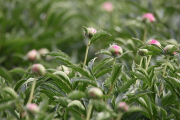 大芍药 红芍药花 蓓蕾 药材