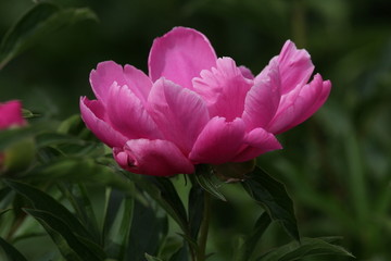 大芍药 红芍药花 蓓蕾 药材