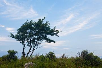 一棵树