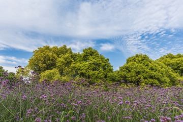 马鞭草 自然风景