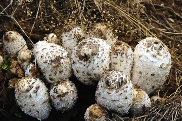 野蘑菇 鸡腿菇