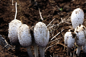 野生鸡腿菇