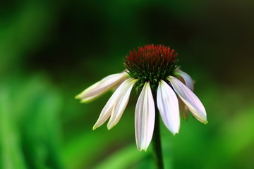 微距 花