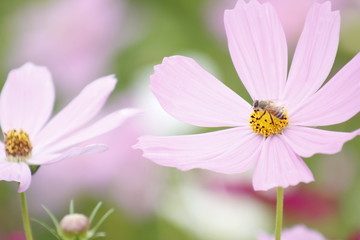 盛开的格桑花