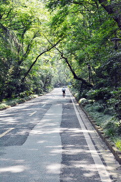 林蔭道
