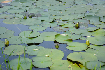 池塘睡莲花苞