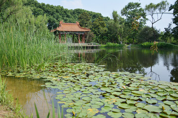 池塘景观