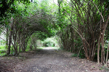 植物景观隧道