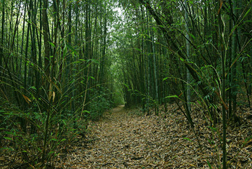 竹林小道