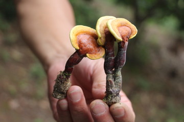 天然野生灵芝 （50）