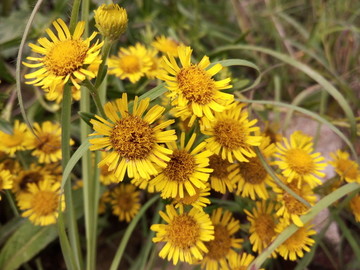 太阳花  小黄花