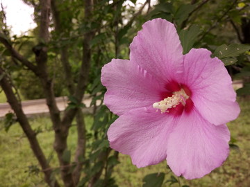 木槿花