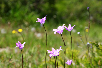 山花