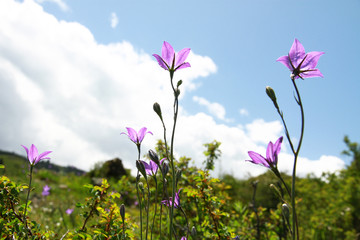 山花