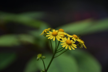 小野菊