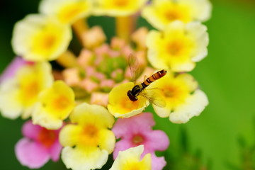 采蜜的蜂