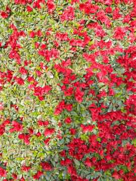 杜鹃花 鲜花背景