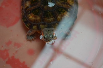 巴西红耳龟