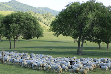 草原与羊群
