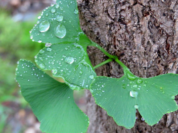 绿叶上的雨滴