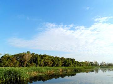 芦苇湖