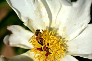 花蕊与蜜蜂