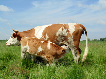 母牛和小牛犊