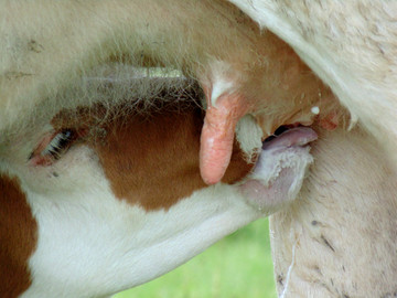 母牛喂奶