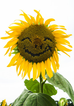 笑脸的向日葵花