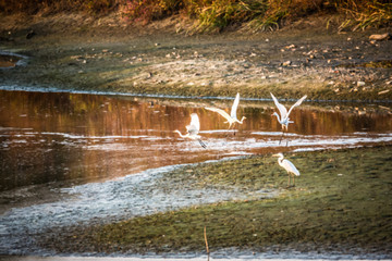 黄昏的沼泽湿地水鸟白鹭 49