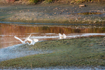 黄昏的沼泽湿地水鸟白鹭 56
